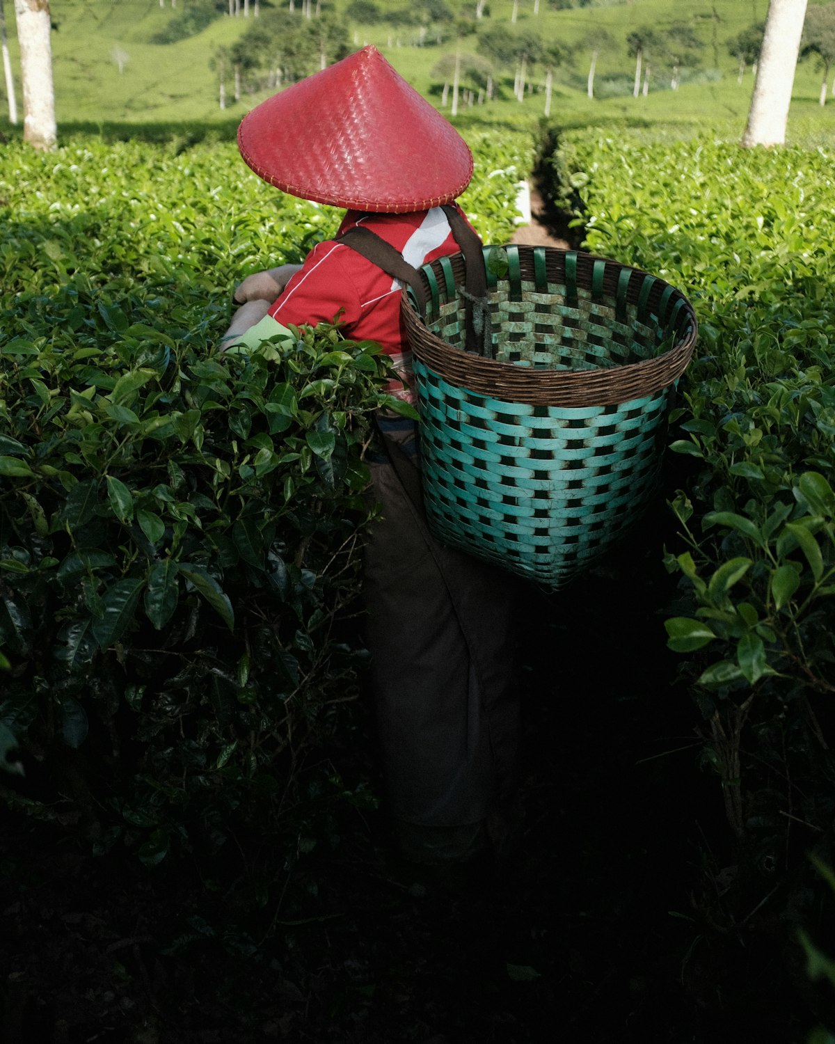 A tea picker in a red hat carrying a woven basket between rows of tea bushes
