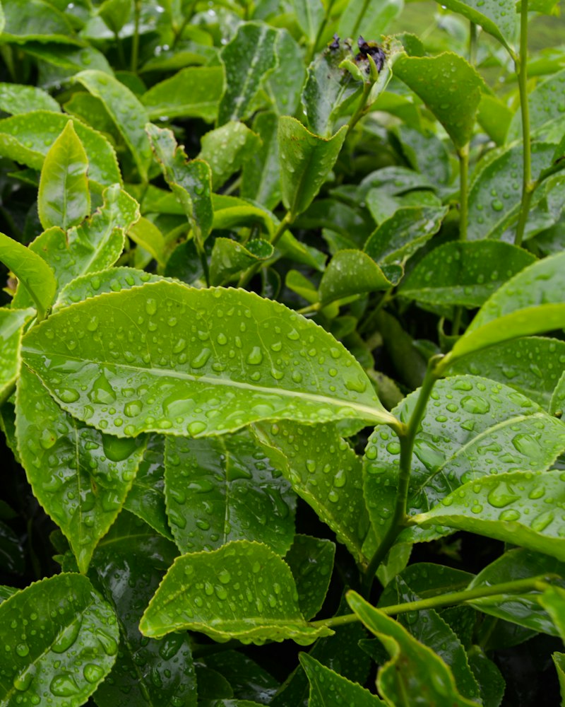 Young tea leaves beaded with morning dew