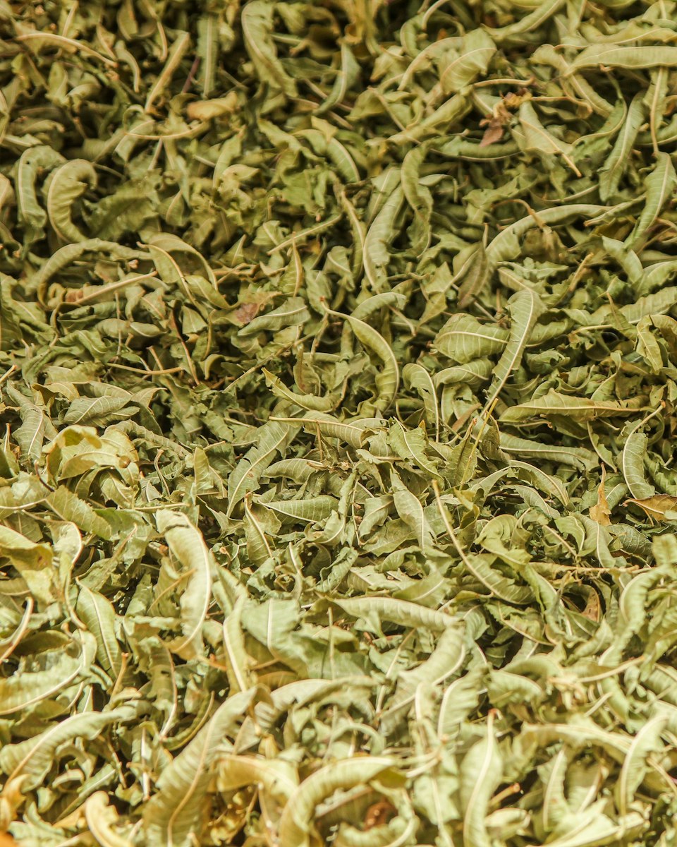 A heap of rolled, needle-thin sencha leaves